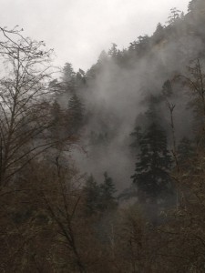 Goldstream Mist